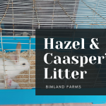 Our First Litter: What We Learned