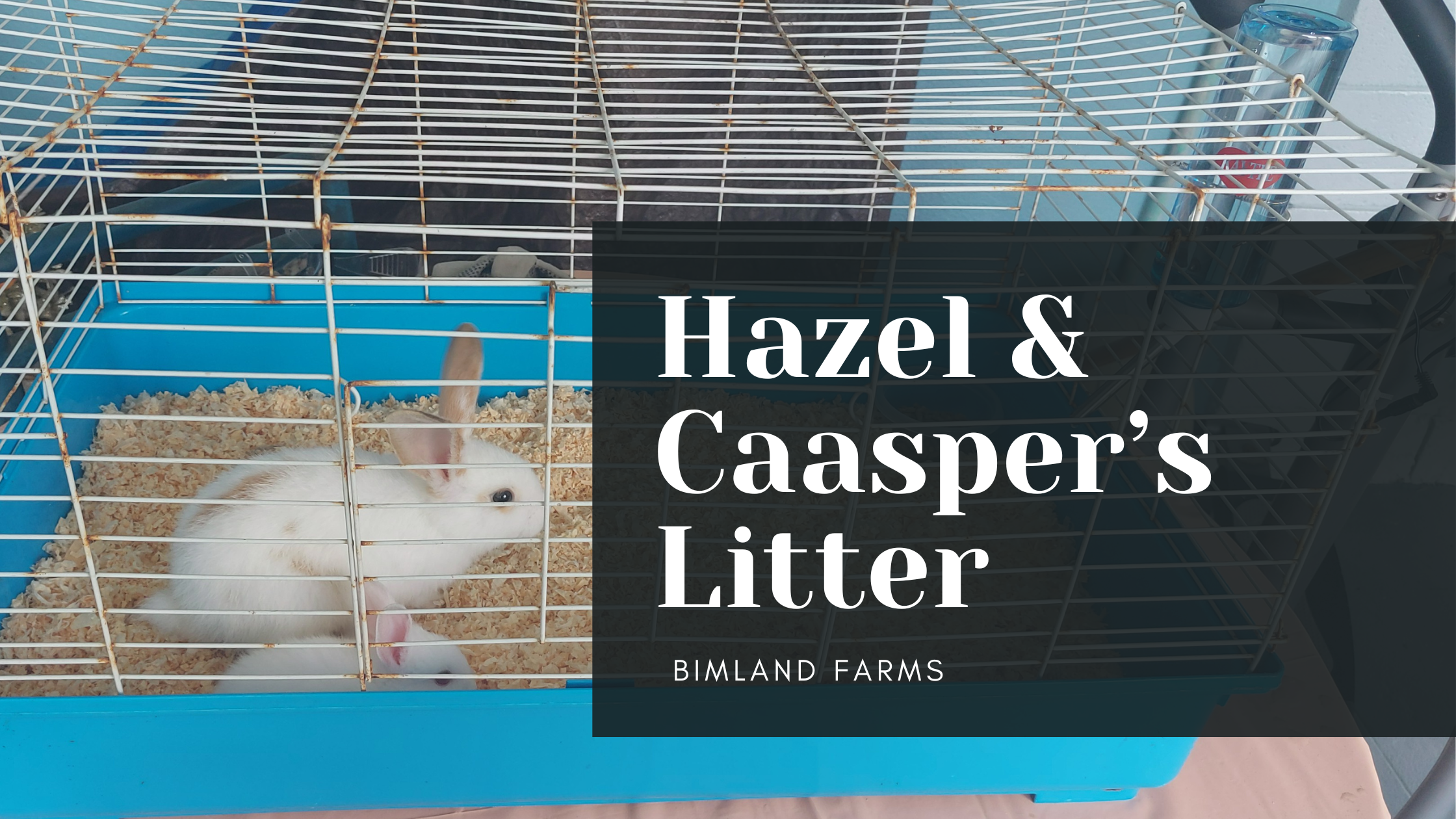 Our First Litter: What We Learned